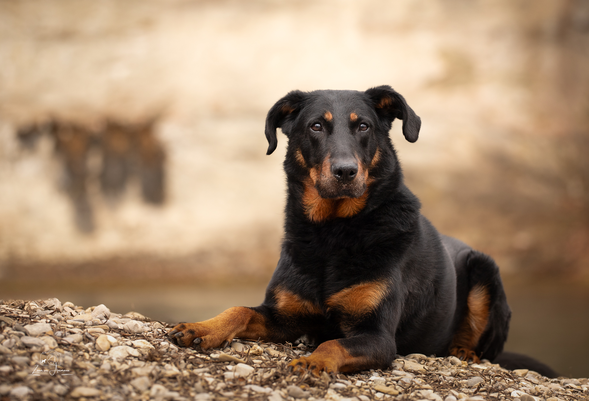 chien beauceron noir couché de face