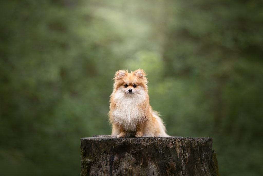 Spitz nain assis sur une souche d'arbre