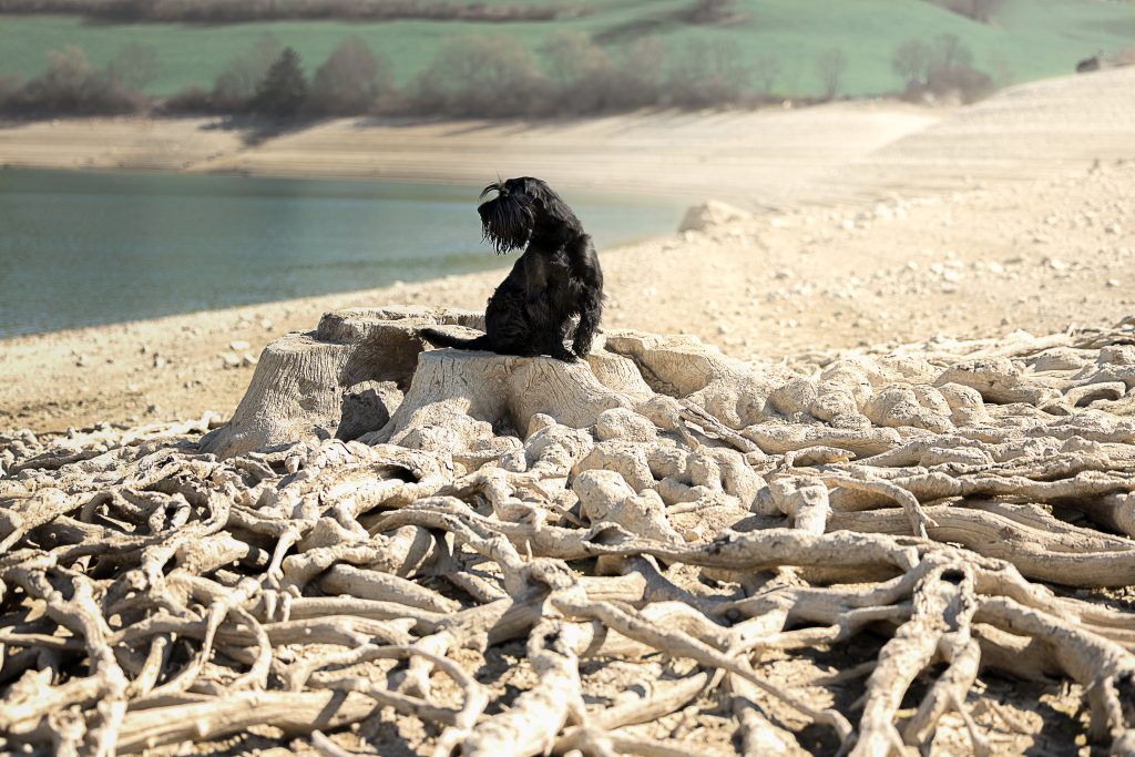 chein au bored d'un lac