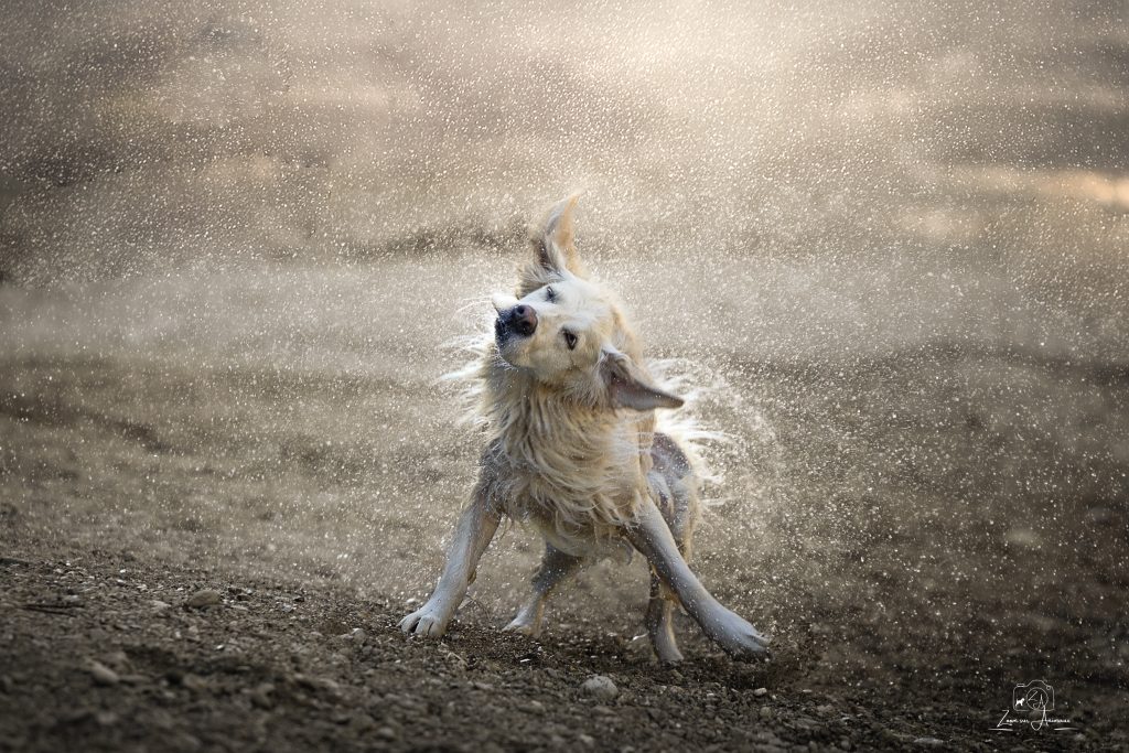 chien s'ébrouant à la sortie de l'eau