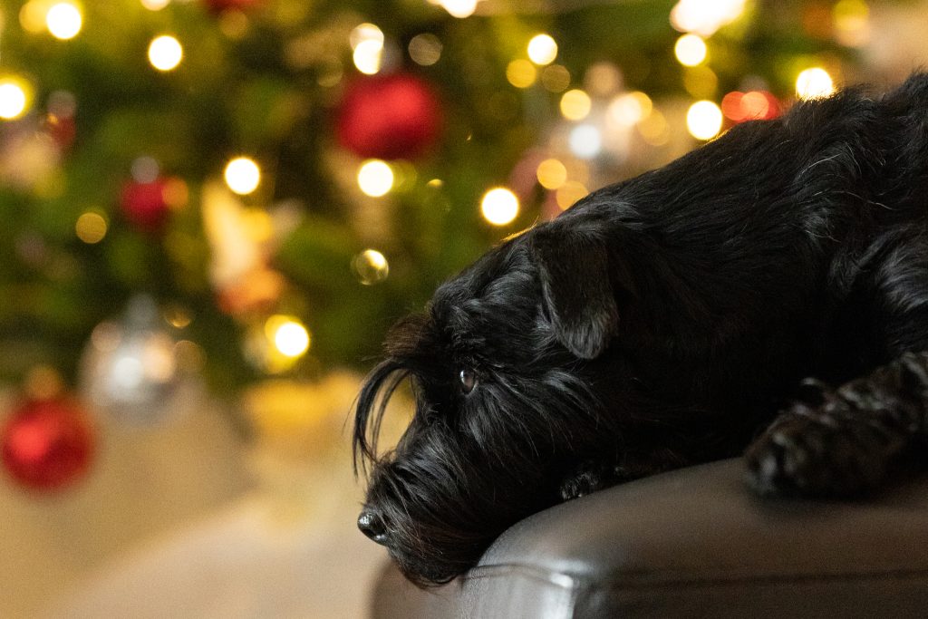 chein devant un sapin de Noël