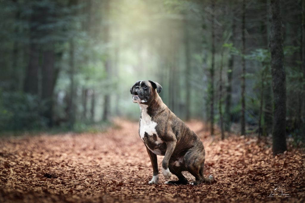 chien Boxer dans la forêt