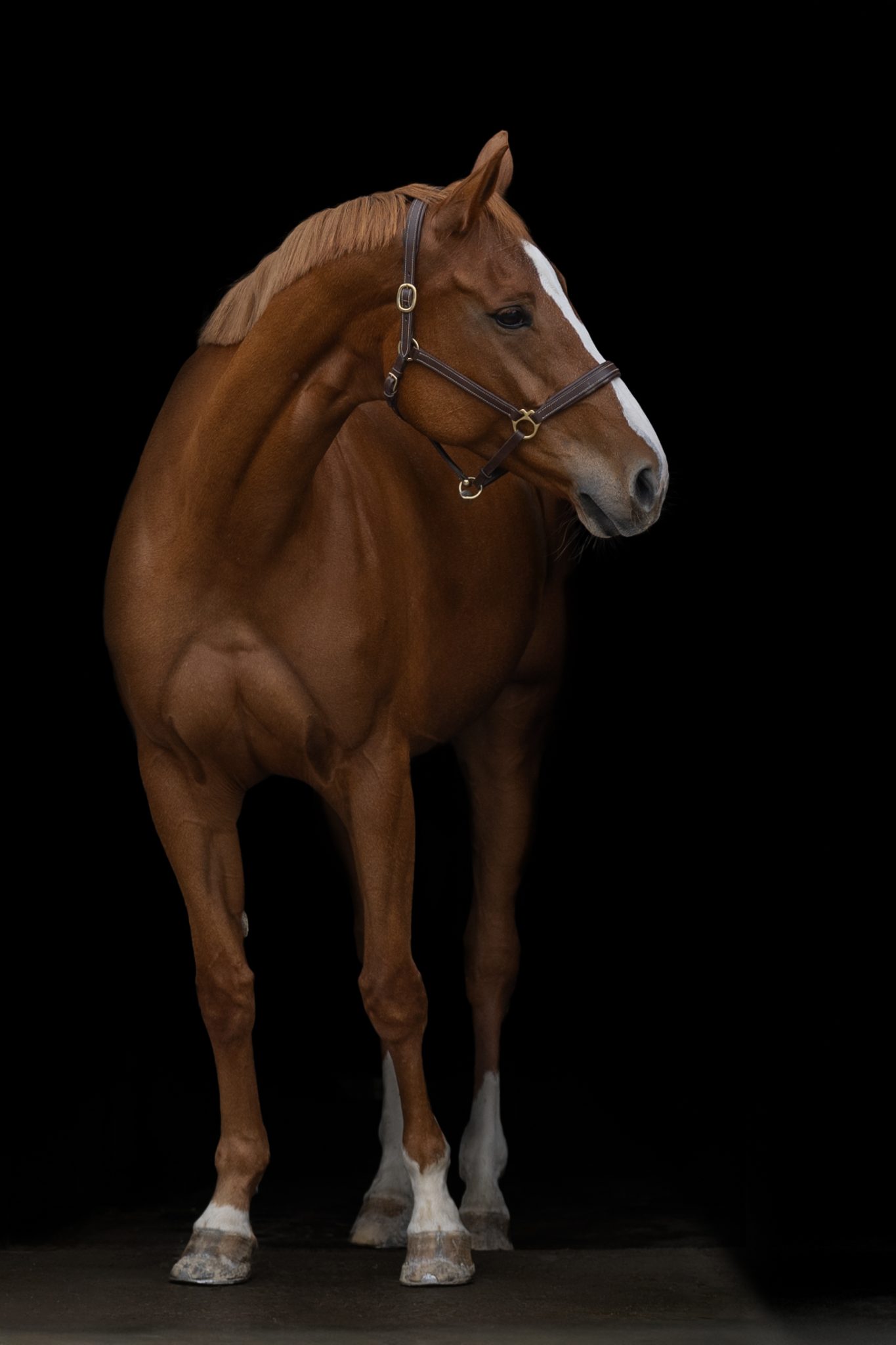 cheval de face sur fond noir
