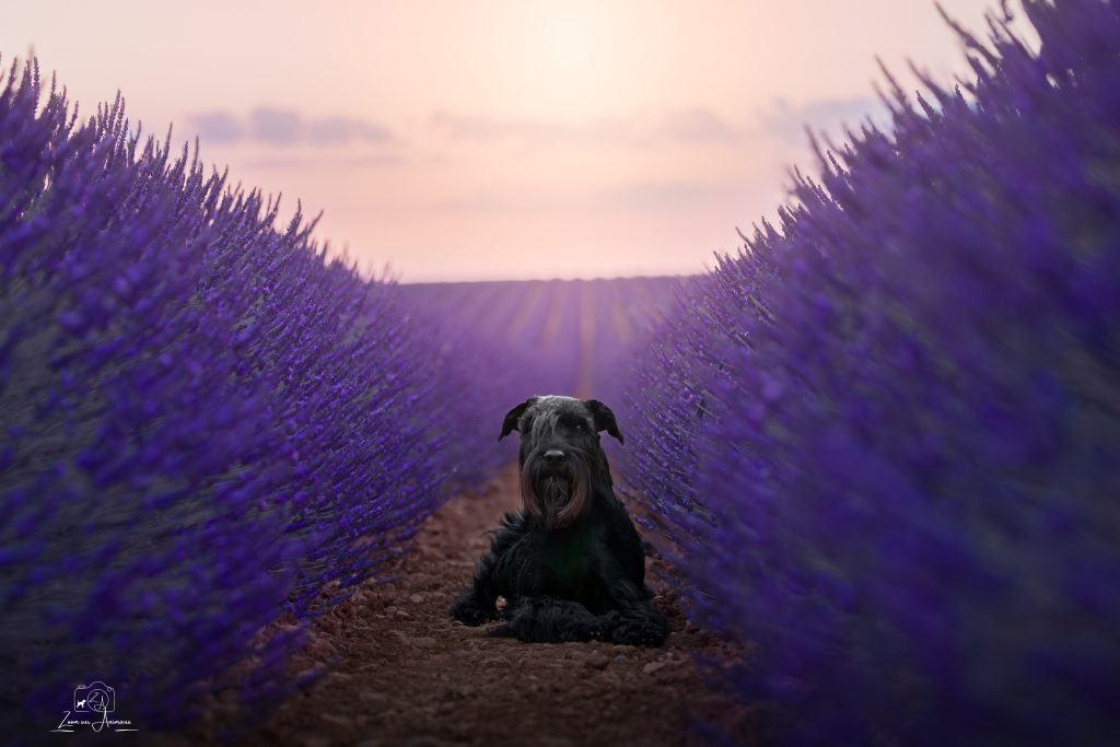 chien dans une allée de lavandes