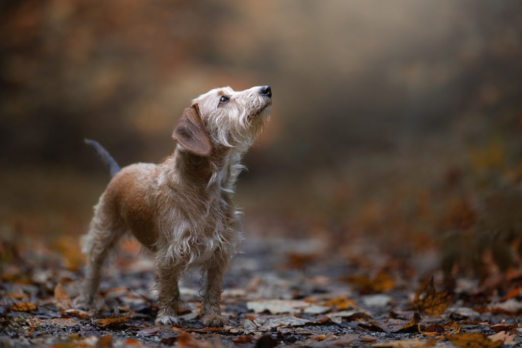 petit chien beige et feu dans la forêt