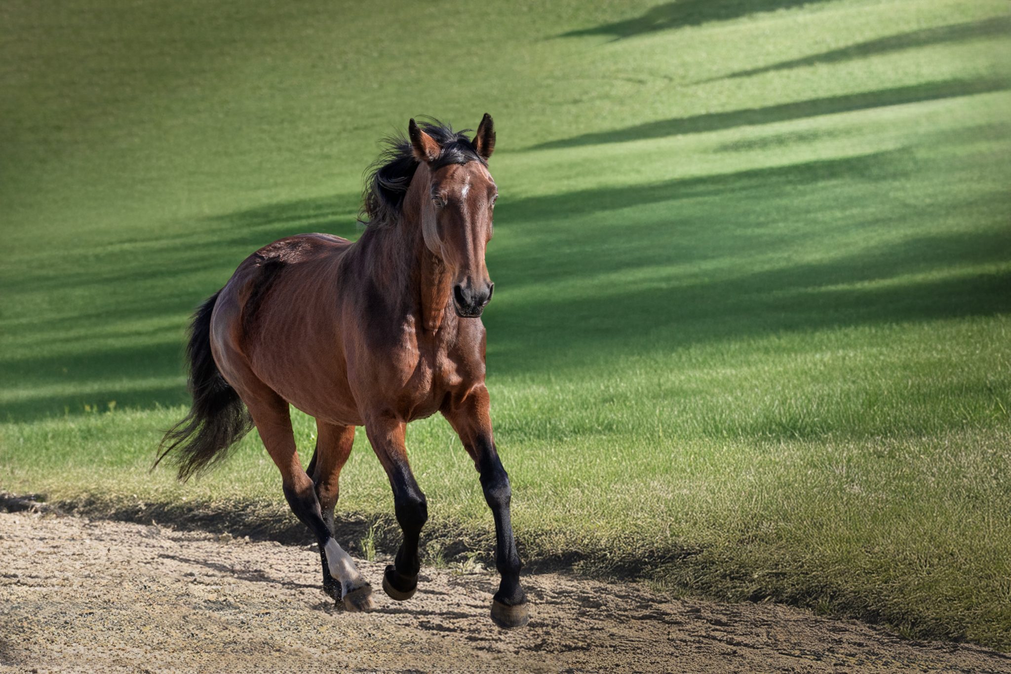 cheval au galop au bord d'un pré