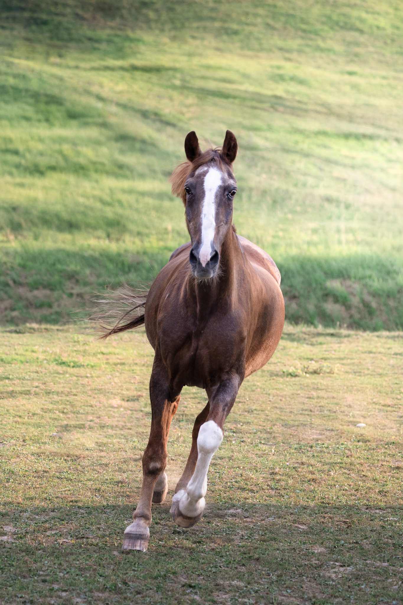 cheval alezan au galop